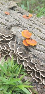 Close-up of orange mushroom growing on plant