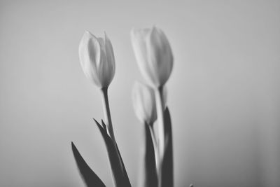 Close-up of crocus against white background