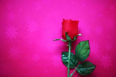 Close-up of pink rose plant