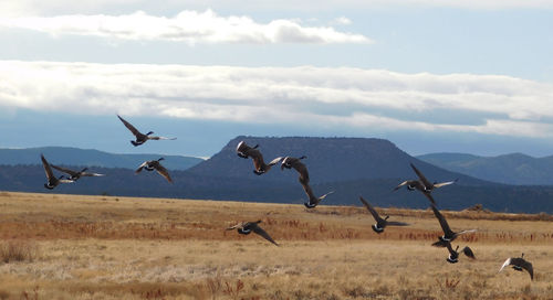 Birds flying over field against sky