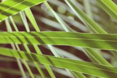 Full frame shot of palm leaf