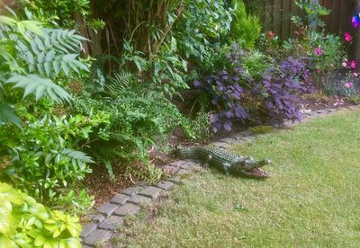 View of cat amidst plants