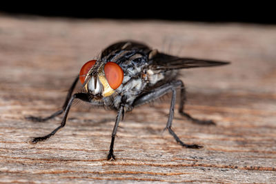 Close-up of fly