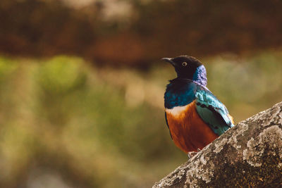 Close-up of bird perching on branch