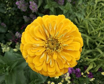 Close-up of yellow flower