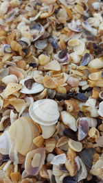 Full frame shot of mushrooms