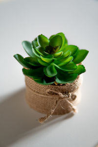 Close-up of succulent plant in basket on table