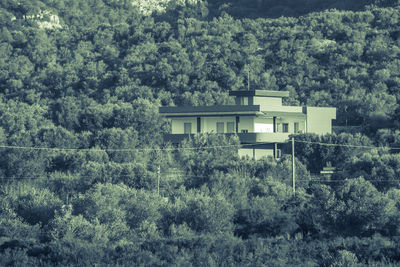 Trees and plants growing outside house in forest