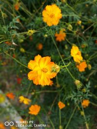 Close-up of yellow flowers blooming outdoors