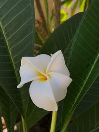 Close-up of fresh white flower blooming in nature