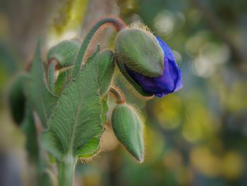 Close-up of blue meconopsis flower bud. himalayan blue poppy