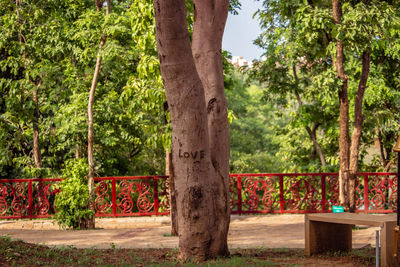 Trees in a forest