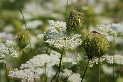 Close-up of white flowering plant