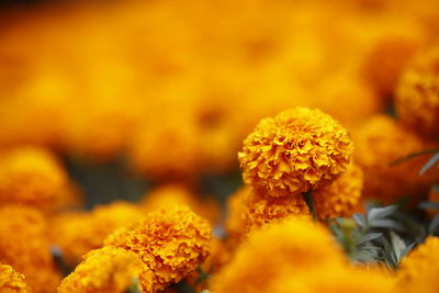 Close-up of yellow marigold flower