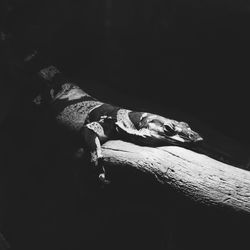 View of trees in the dark