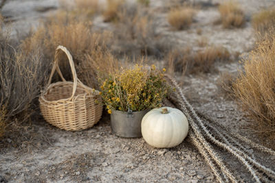 Pumpkin and plant in container by basket