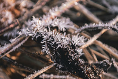 Close-up of frozen plant