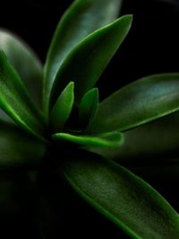 Close-up of potted plant against black background