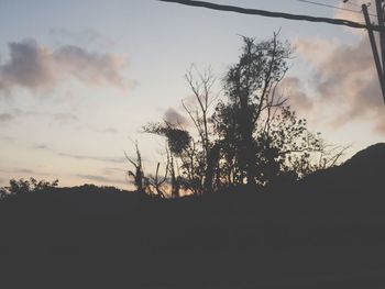 Silhouette of trees at sunset