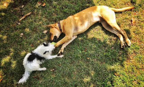 High angle view of dog on field