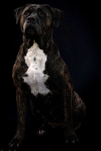 Portrait of dog sitting against black background