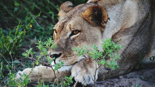 Close-up of lion relaxing on plant