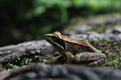 Green eyed little frog 