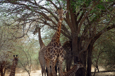 Giraffes standing on field against trees in forest