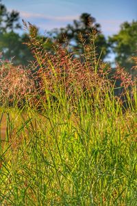 Close-up of grass on field against sky