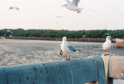 Seagulls perching on a sea