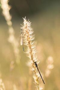 Close-up of dry dandelion on field