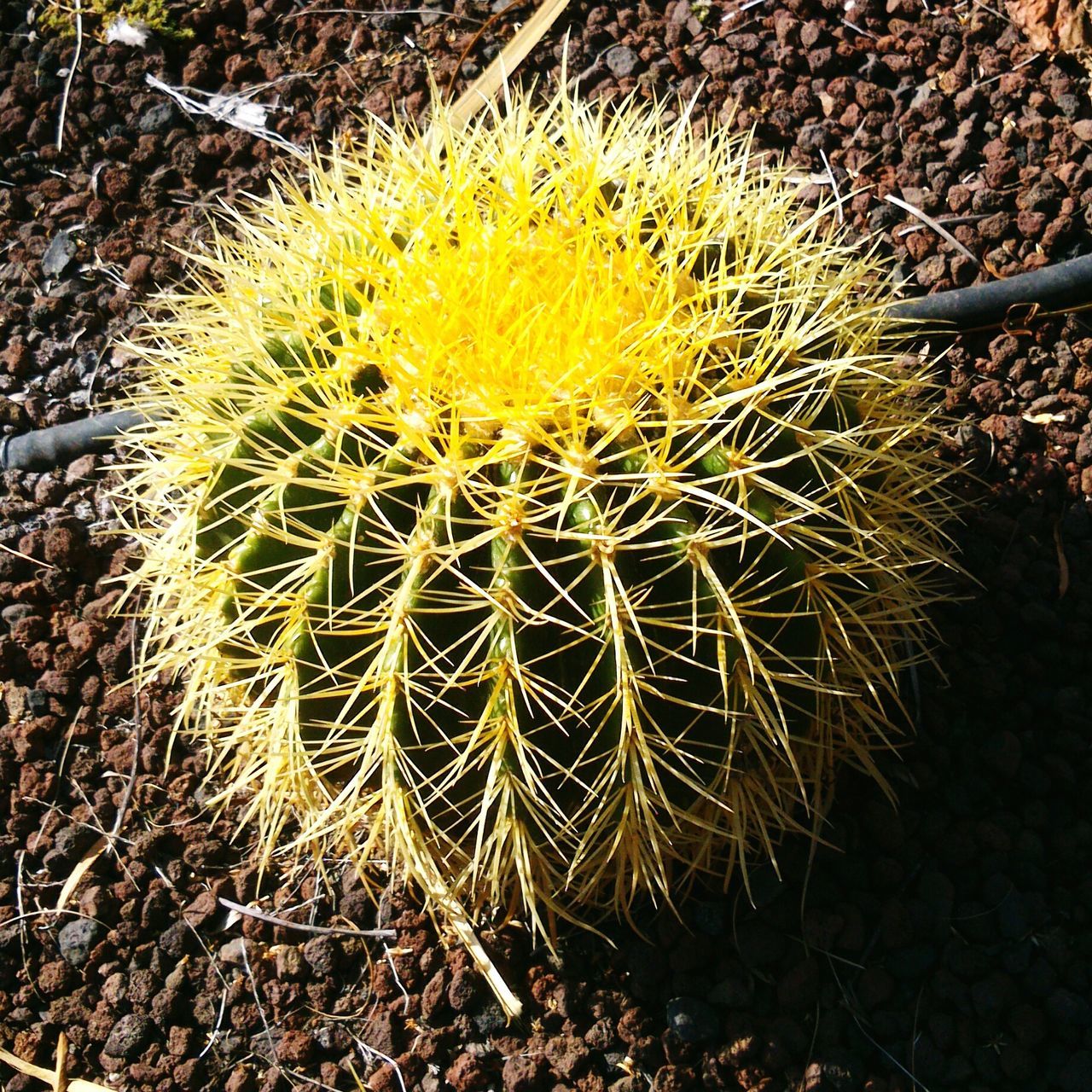 growth, dandelion, high angle view, flower, nature, plant, close-up, fragility, cactus, thorn, field, spiked, beauty in nature, outdoors, day, uncultivated, no people, single flower, flower head, ground