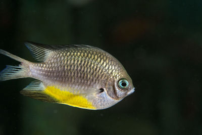 Fish from the coral reef in sipadan, borneo