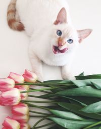 Close-up portrait of a cat