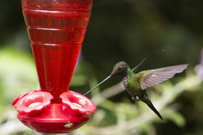 Close-up of red bird flying