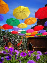 Low angle view of flowering plants against sky