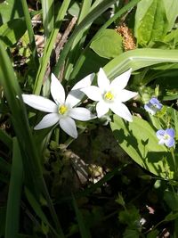 Close-up of white flowers blooming outdoors