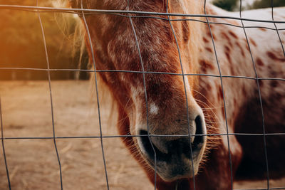 View of a horse