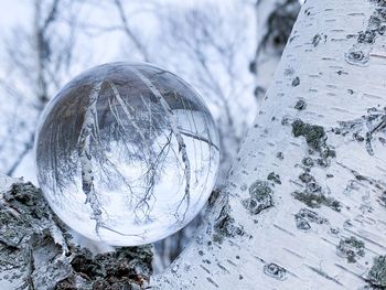 Close-up of crystal ball on a tree