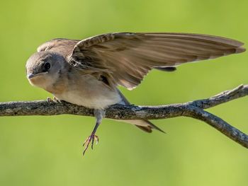 Low angle view of bird perching on branch