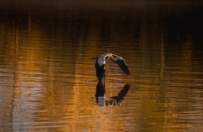 Close-up of bird flying over lake during sunset