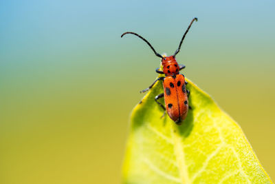 Close-up of insect