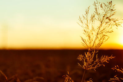 Close-up of plants at sunset