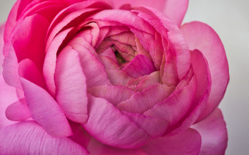 Close-up of pink rose