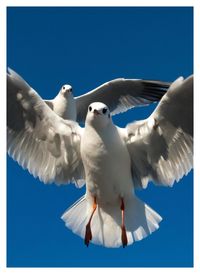 Low angle view of seagulls flying against blue sky