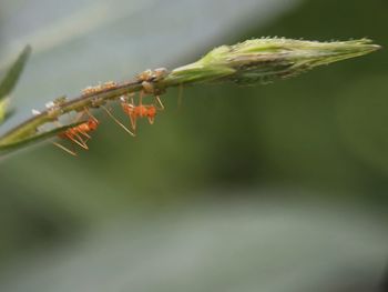 Close-up of green plant