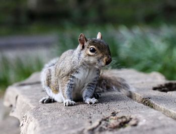 Close-up of squirrel on rock