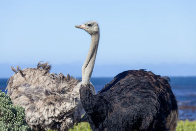 View of ostriches in a wild, cape peninsula national park, cape town, south africa