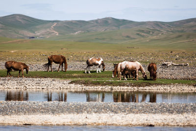 Horses in a lake