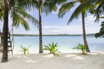 Palm trees on beach by sea against sky